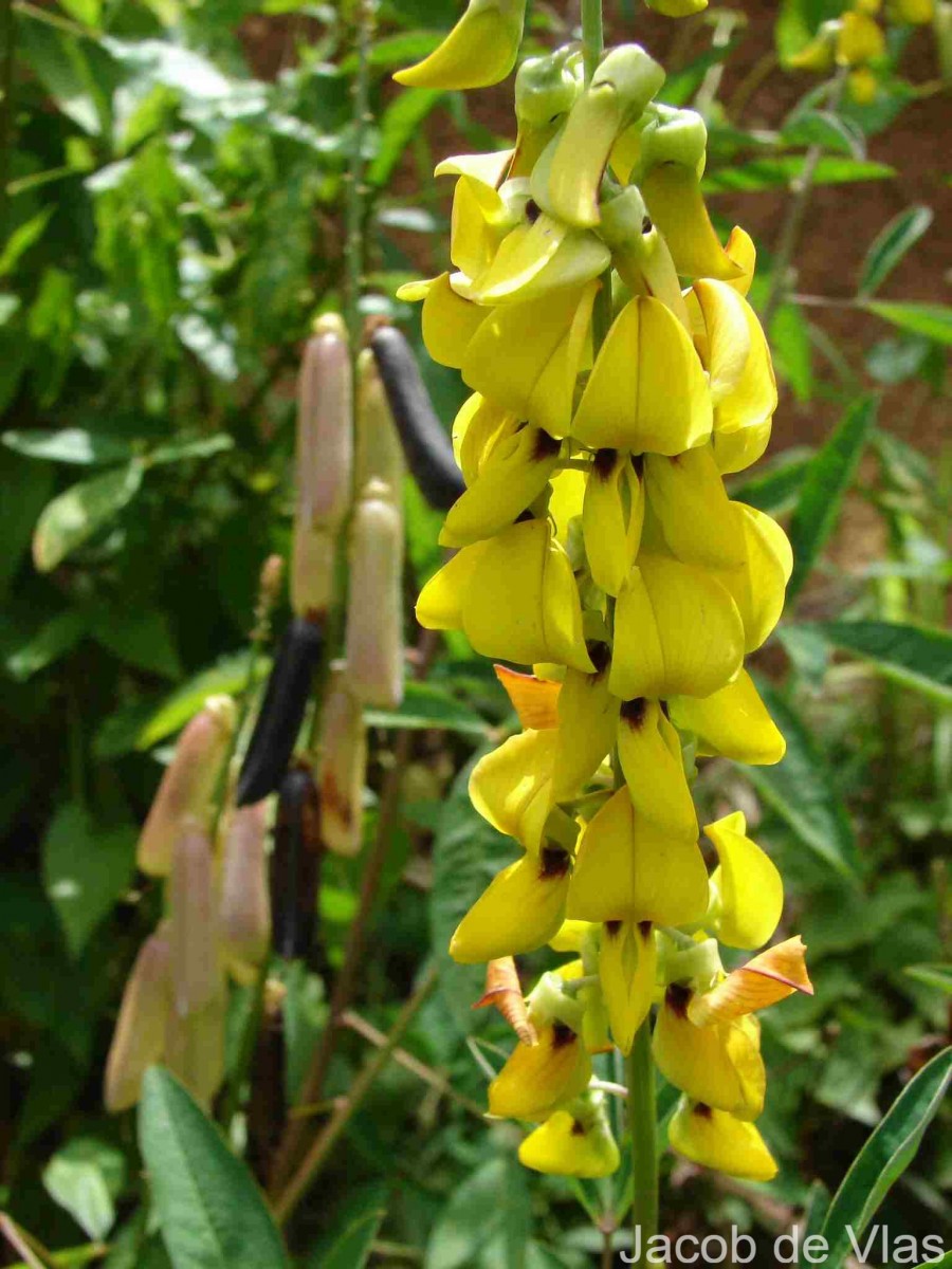 Crotalaria trichotoma Bojer